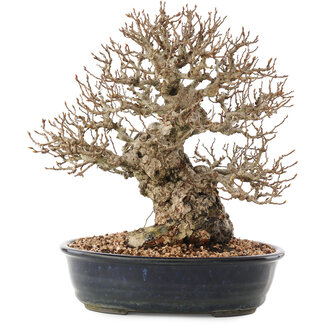 Carpinus coreana, 26,5 cm, ± 50 jaar oud