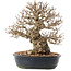 Carpinus coreana, 26,5 cm, ± 50 jaar oud