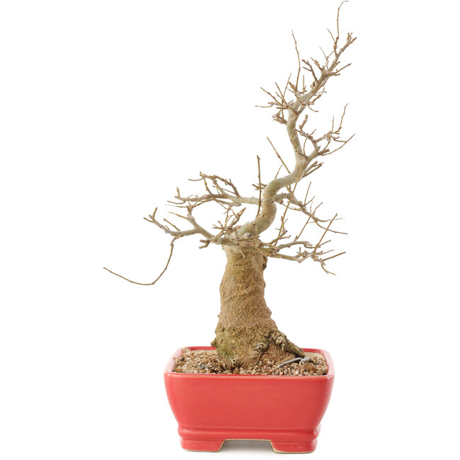 Celtis sinensis, 27,5 cm, ± 20 jaar oud