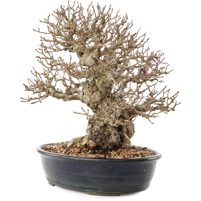 Carpinus coreana, 26,5 cm, ± 50 years old