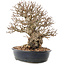 Carpinus coreana, 26,5 cm, ± 50 Jahre alt