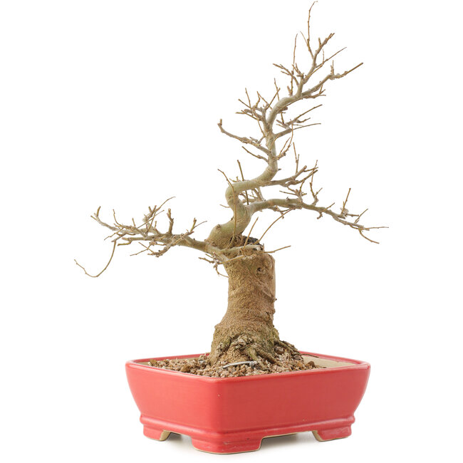 Celtis sinensis, 27,5 cm, ± 20 jaar oud