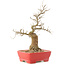 Celtis sinensis, 27,5 cm, ± 20 Jahre alt