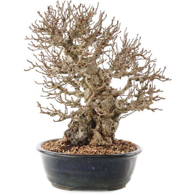 Carpinus coreana, 26,5 cm, ± 50 años