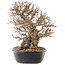 Carpinus coreana, 26,5 cm, ± 50 ans