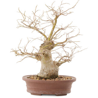 Celtis sinensis, 26,5 cm, ± 20 ans