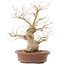 Celtis sinensis, 26,5 cm, ± 20 Jahre alt