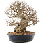 Carpinus coreana, 26,5 cm, ± 50 ans