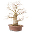 Celtis sinensis, 26,5 cm, ± 20 anni