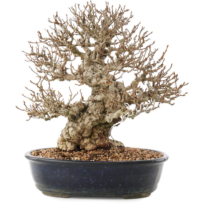 Carpinus coreana, 26,5 cm, ± 50 anni