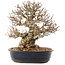 Carpinus coreana, 26,5 cm, ± 50 ans