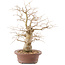 Celtis sinensis, 26,5 cm, ± 20 jaar oud