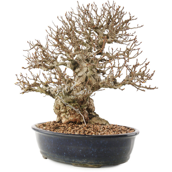 Carpinus coreana, 26,5 cm, ± 50 ans