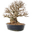 Carpinus coreana, 26,5 cm, ± 50 ans