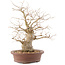 Celtis sinensis, 26,5 cm, ± 20 Jahre alt