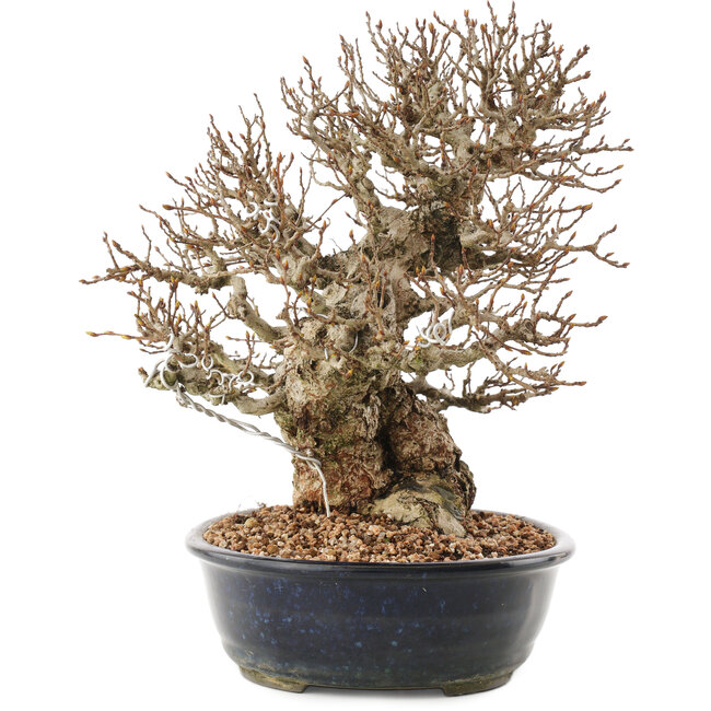 Carpinus coreana, 26,5 cm, ± 50 ans