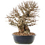 Carpinus coreana, 26,5 cm, ± 50 jaar oud