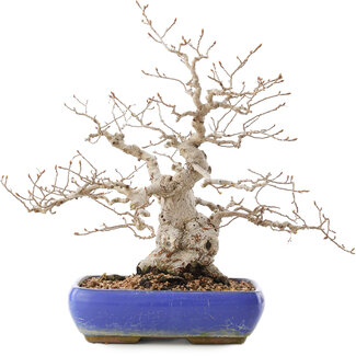 Carpinus coreana, 32 cm, ± 50 jaar oud