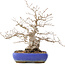 Carpinus coreana, 32 cm, ± 50 years old, in a pot with cracked glaze