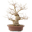 Celtis sinensis, 26,5 cm, ± 20 Jahre alt