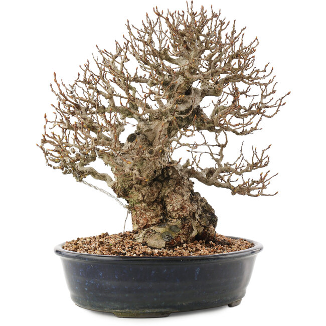 Carpinus coreana, 26,5 cm, ± 50 Jahre alt