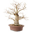 Celtis sinensis, 26,5 cm, ± 20 Jahre alt