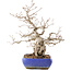 Carpinus coreana, 32 cm, ± 50 Jahre alt, in einem Topf mit rissiger Glasur