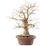 Celtis sinensis, 26,5 cm, ± 20 Jahre alt