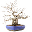 Carpinus coreana, 32 cm, ± 50 Jahre alt, in einem Topf mit rissiger Glasur