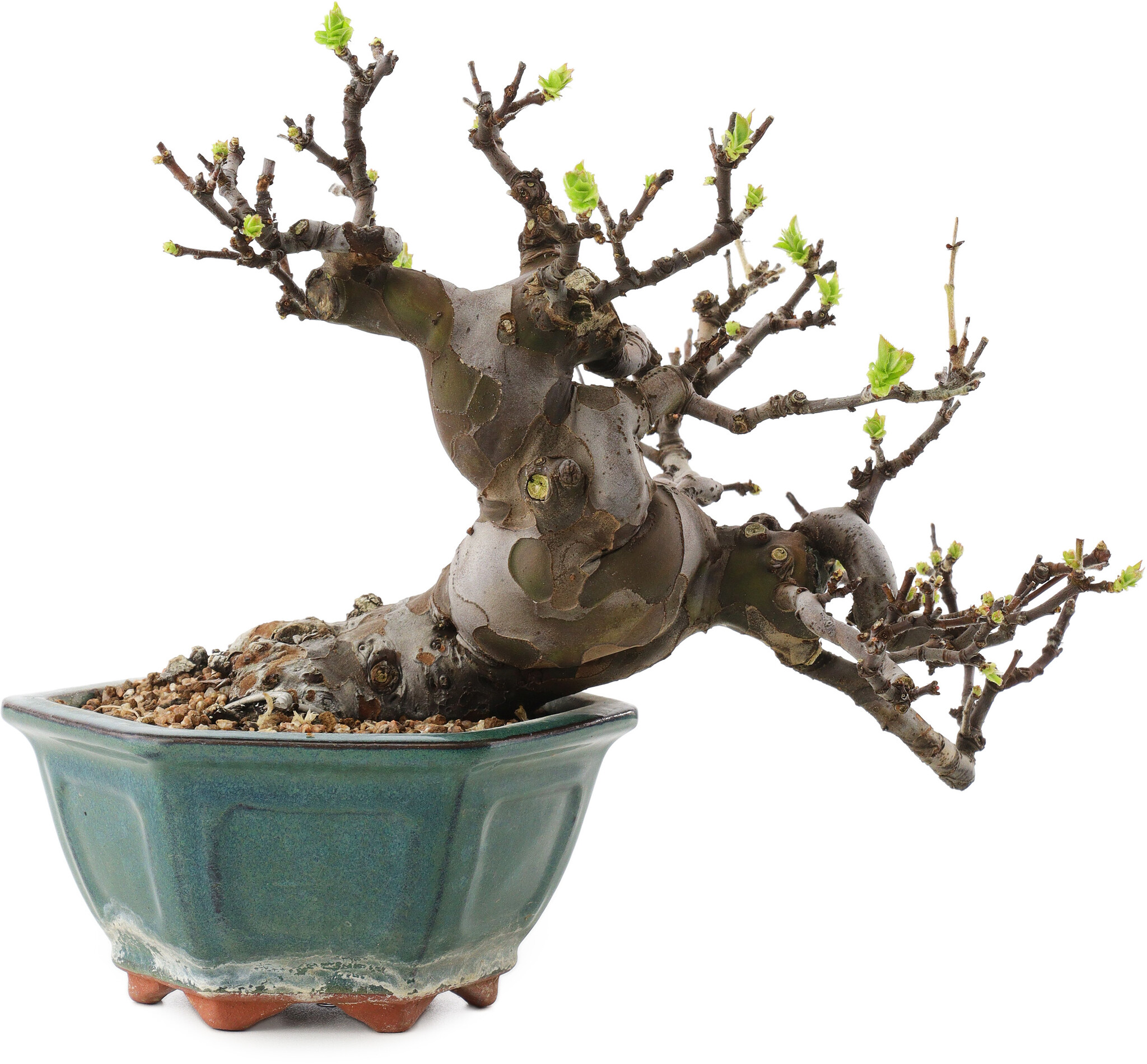 Pseudocydonia sinensis, 20 cm,  20 years old - Bonsai Plaza