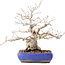 Carpinus coreana, 32 cm, ± 50 Jahre alt, in einem Topf mit rissiger Glasur