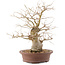 Celtis sinensis, 26,5 cm, ± 20 anni