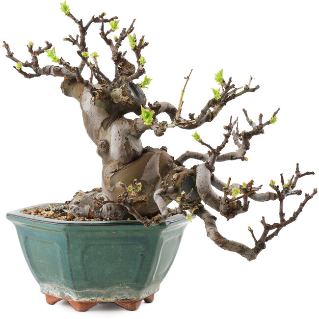 Pseudocydonia sinensis, 20 cm, ± 20 ans