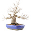 Carpinus coreana, 32 cm, ± 50 anni, in vaso con smalto incrinato