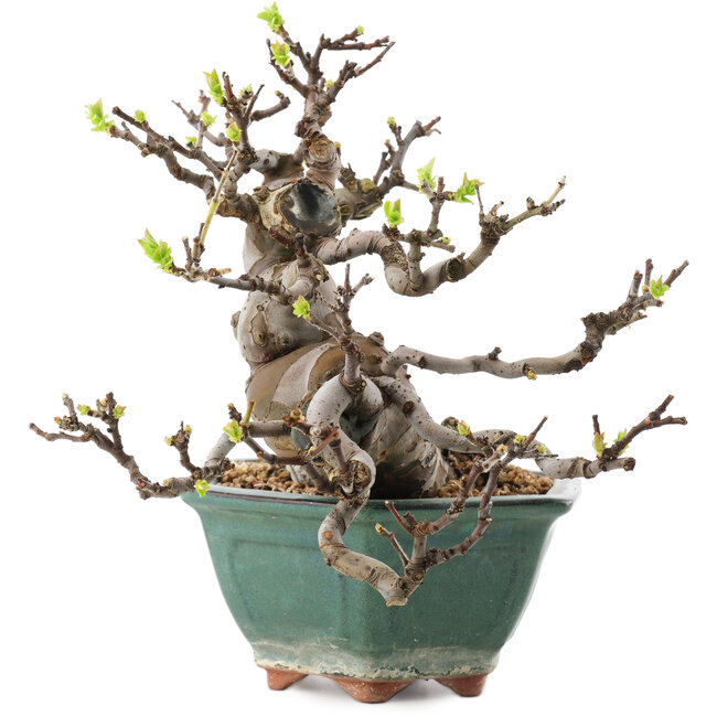 Pseudocydonia sinensis, 20 cm, ± 20 Jahre alt