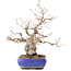 Carpinus coreana, 32 cm, ± 50 years old, in a pot with cracked glaze