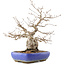 Carpinus coreana, 32 cm, ± 50 Jahre alt, in einem Topf mit rissiger Glasur