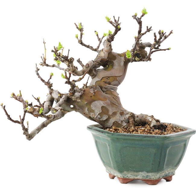 Pseudocydonia sinensis, 20 cm, ± 20 ans