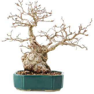 Carpinus coreana, 23 cm, ± 30 anni