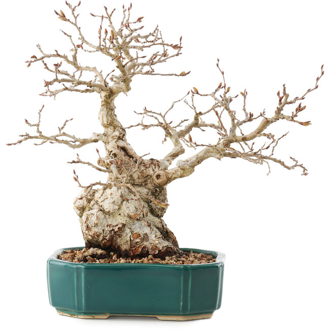 Carpinus coreana, 23 cm, ± 30 anni