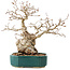 Carpinus coreana, 23 cm, ± 30 ans