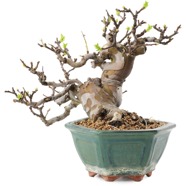 Pseudocydonia sinensis, 20 cm, ± 20 Jahre alt