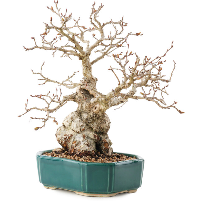 Carpinus coreana, 23 cm, ± 30 ans