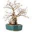 Carpinus coreana, 23 cm, ± 30 Jahre alt