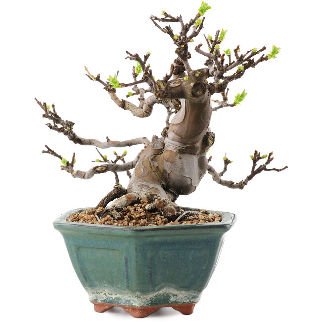 Pseudocydonia sinensis, 20 cm, ± 20 Jahre alt