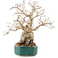 Carpinus coreana, 23 cm, ± 30 anni