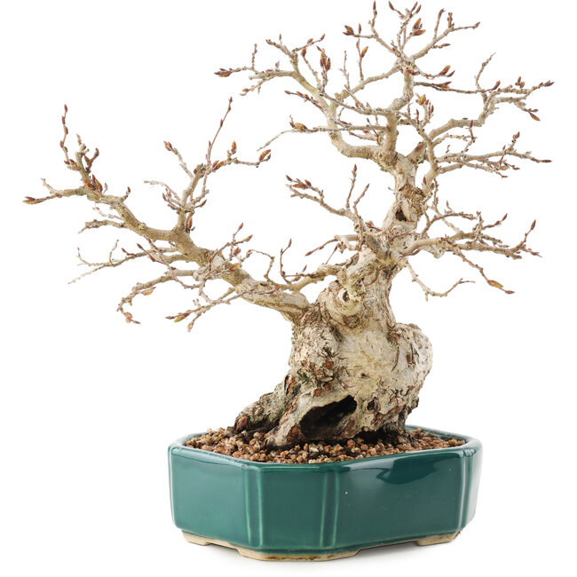 Carpinus coreana, 23 cm, ± 30 anni