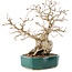 Carpinus coreana, 23 cm, ± 30 ans