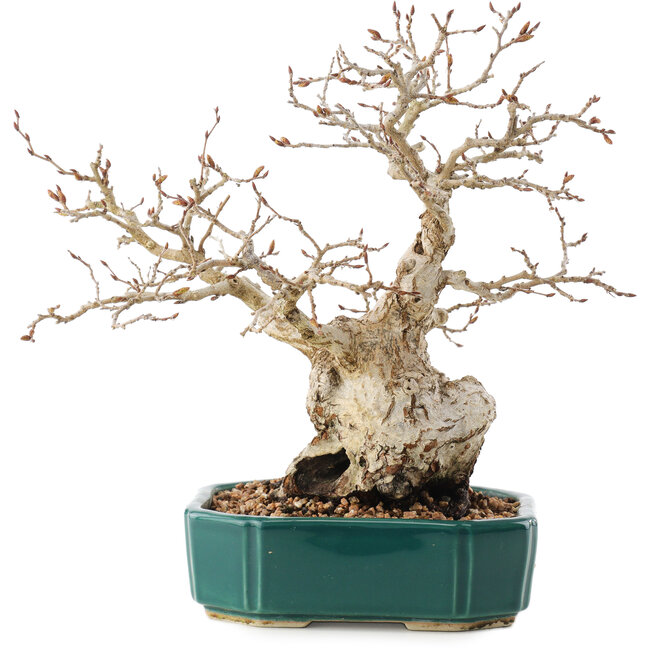 Carpinus coreana, 23 cm, ± 30 Jahre alt