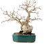 Carpinus coreana, 23 cm, ± 30 ans